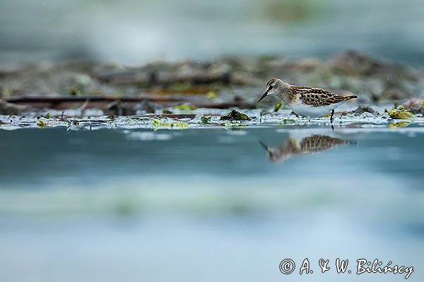 Biegus malutki, Calidris minuta