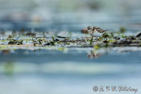 Biegus malutki, Calidris minuta