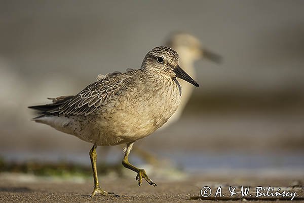 Biegus rdzawy, Calidris canutus