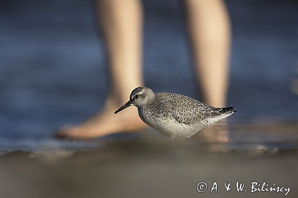 Biegus rdzawy, Calidris canutus