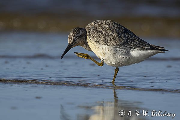 Biegus rdzawy, Calidris canutus