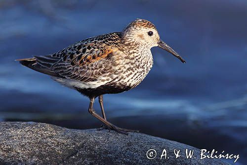biegus zmienny, Calidris alpina, dunlin