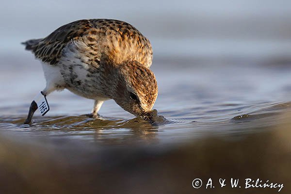 Biegus zmienny, Calidris alpina