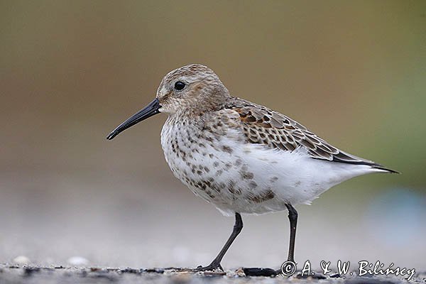 Biegus zmienny, Calidris alpina