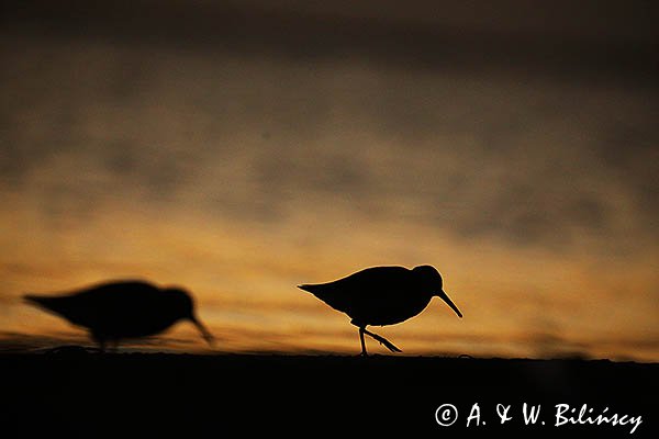 Biegus zmienny, Calidris alpina