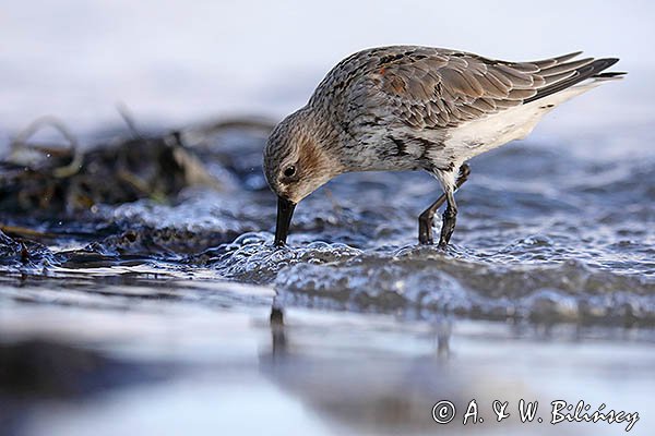 Biegus zmienny, Calidris alpina