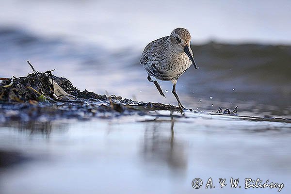 Biegus zmienny, Calidris alpina