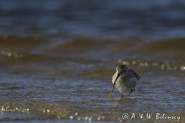 Biegus zmienny, Calidris alpina