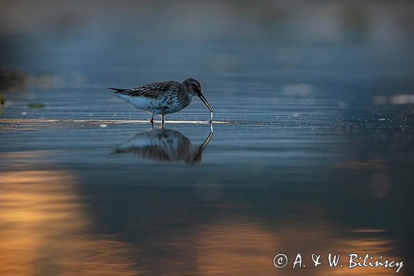 Biegus zmienny, Calidris alpina
