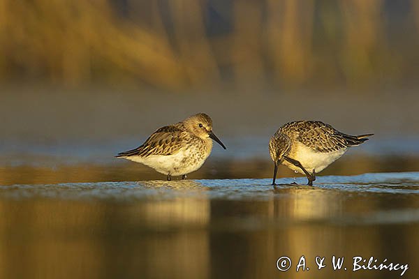Biegus zmienny, Calidris alpina