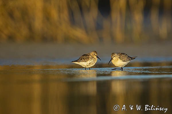 Biegus zmienny, Calidris alpina