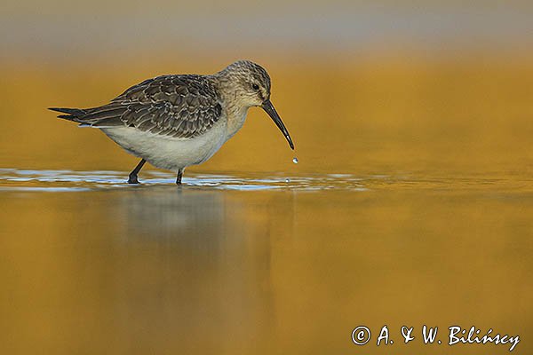 Biegus zmienny, Calidris alpina