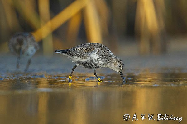 Biegus zmienny, Calidris alpina