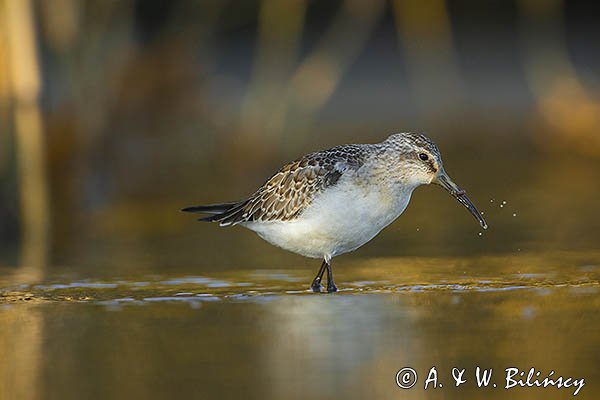 Biegus zmienny, Calidris alpina