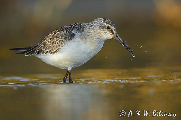 Biegus zmienny, Calidris alpina