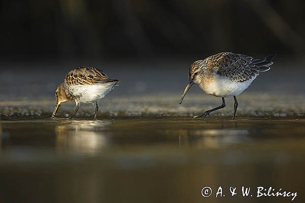 Biegus zmienny, Calidris alpina
