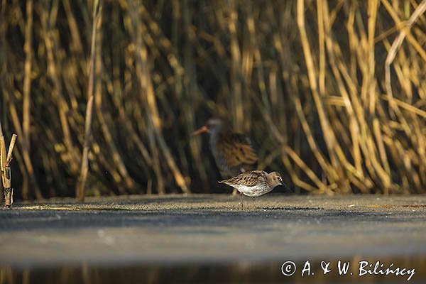 Biegus zmienny, Calidris alpina