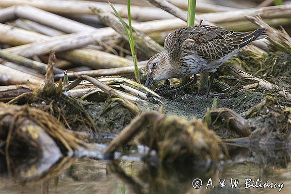 Biegus zmienny, Calidris alpina