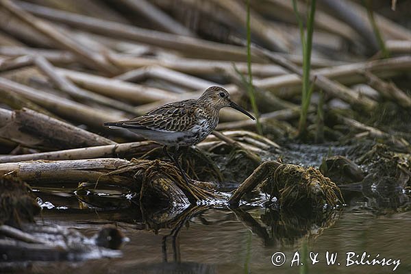 Biegus zmienny, Calidris alpina