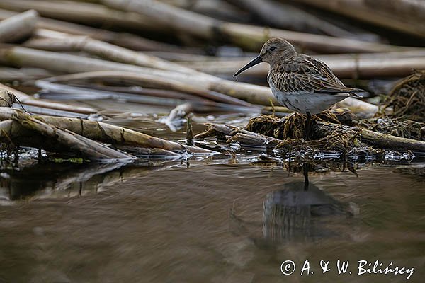 Biegus zmienny, Calidris alpina
