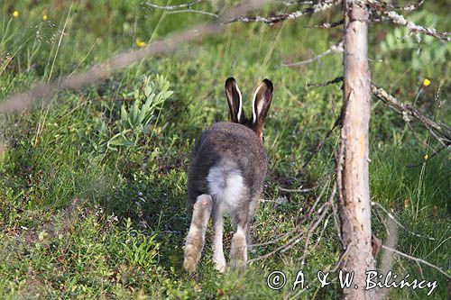 zając bielak, Lepus timidus