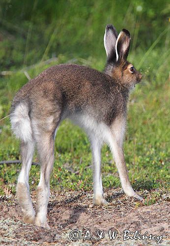 zając bielak, Lepus timidus
