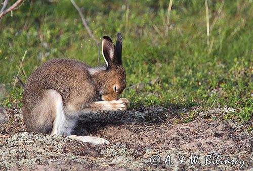 zając bielak, Lepus timidus