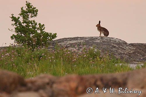 zając bielak, Lepus timidus