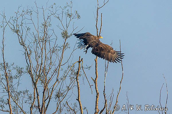 Bielik, Haliaeetus albicilla