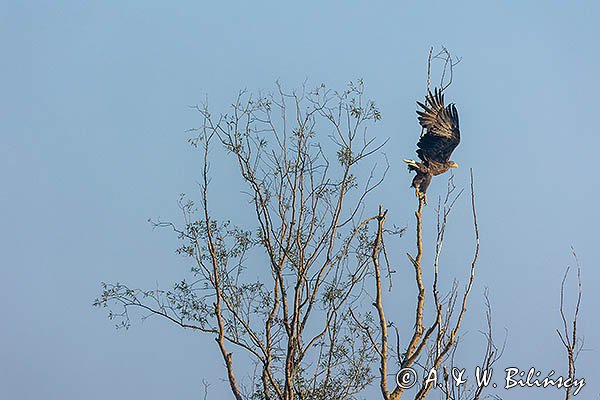 Bielik, Haliaeetus albicilla