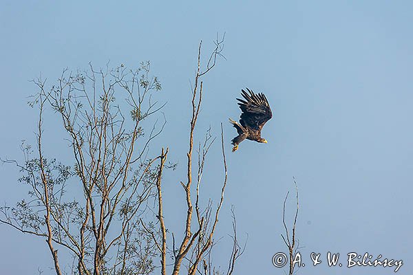 Bielik, Haliaeetus albicilla