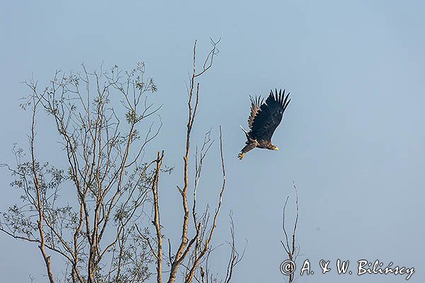 Bielik, Haliaeetus albicilla
