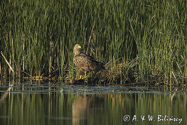 Bielik, Haliaetus albicilla