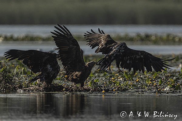 Bieliki, Haliaetus albicilla