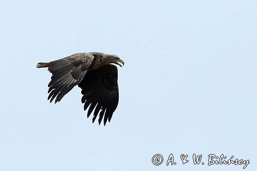 orzeł bielik Haliaetus albicilla