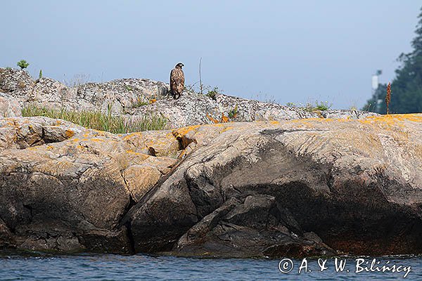 Orzeł bielik Haliaetus albicilla w szwedzkich szkierach
