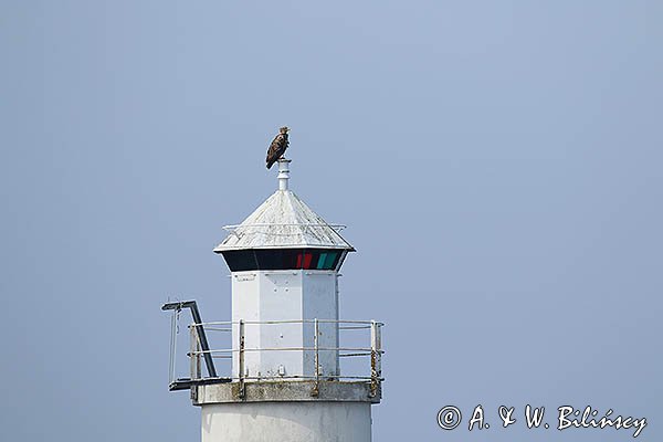 Orzeł bielik Haliaetus albicilla