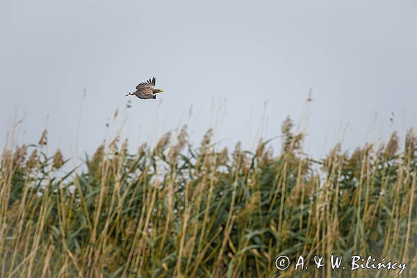 Bielik, orzeł bielik, birkut, Haliaeetus albicilla