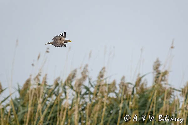 Bielik, orzeł bielik, birkut, Haliaeetus albicilla