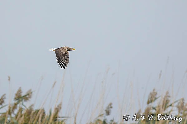 Bielik, orzeł bielik, birkut, Haliaeetus albicilla
