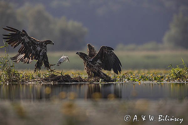 Bieliki, Haliaetus albicilla