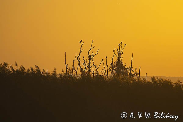 Ptaki o świcie, Bielik, kormorany i wrony