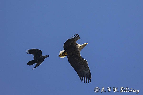 Bielik, Haliaetus albicilla i kruk, Corvus corax