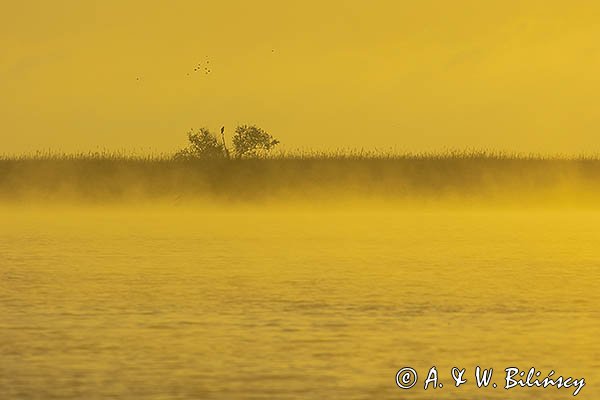 Bielik, Haliaetus albicilla, Ujście Nogatu, żuławy Wiślane