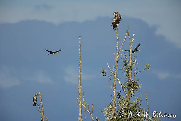 Kormorany czarne, Phalacrocorax carbo i bielik Haliaeetus albicilla
