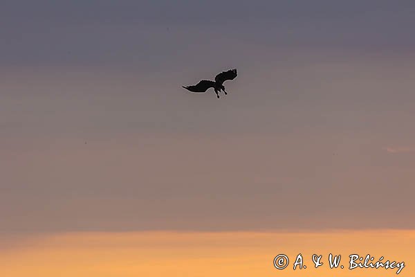 Bielik, orzeł bielik, birkut, Haliaeetus albicilla