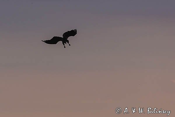 Bielik, orzeł bielik, birkut, Haliaeetus albicilla