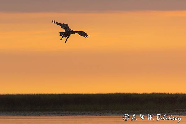 Bielik, orzeł bielik, birkut, Haliaeetus albicilla