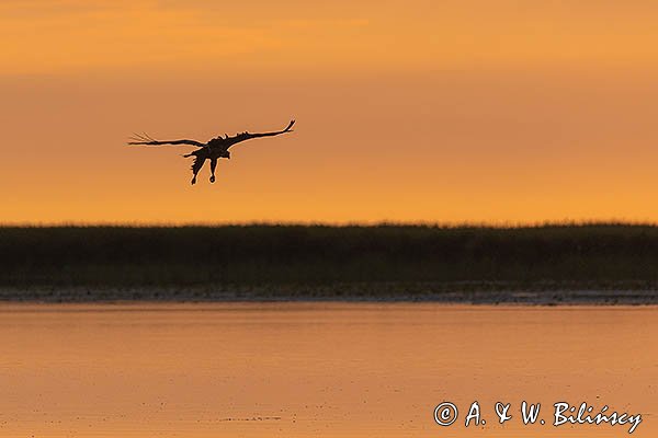 Bielik, orzeł bielik, birkut, Haliaeetus albicilla