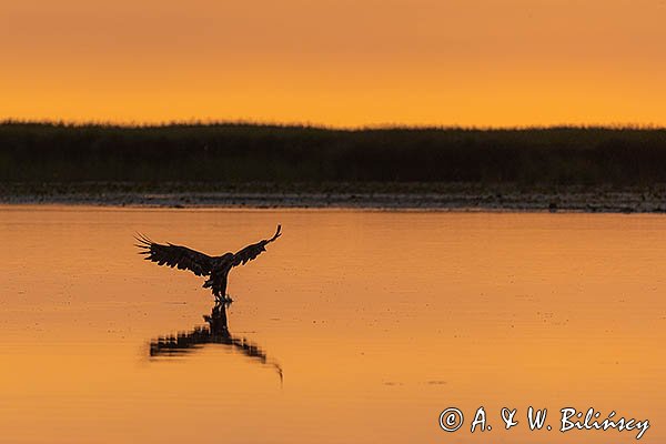 Bielik, orzeł bielik, birkut, Haliaeetus albicilla